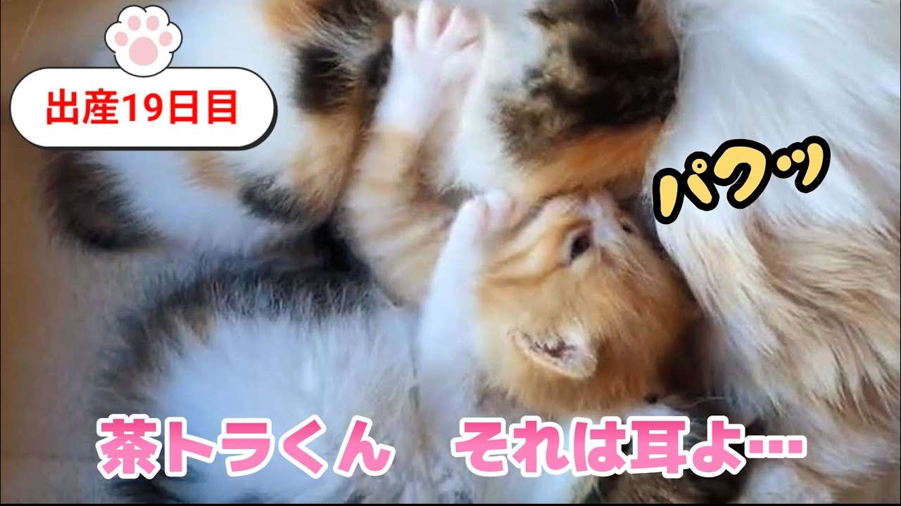 [生後19日目]少し個性が出て来たかな❤️