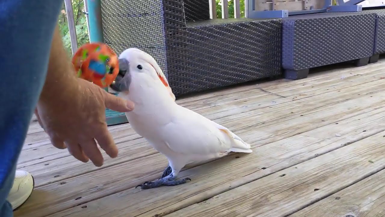 Snuggles the Cockatoo fetches like a dog