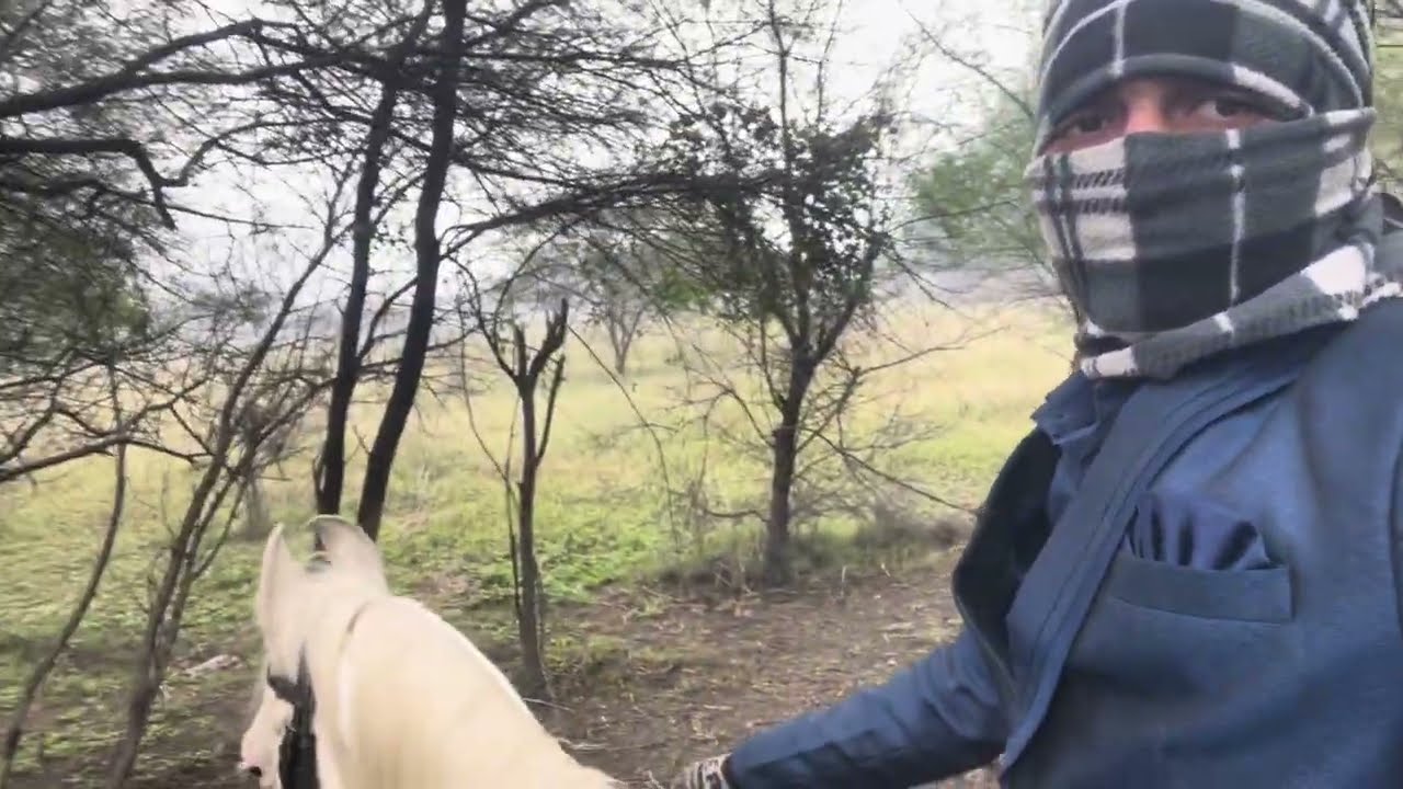2 February 2026 morning view horse safari | the real stunt 