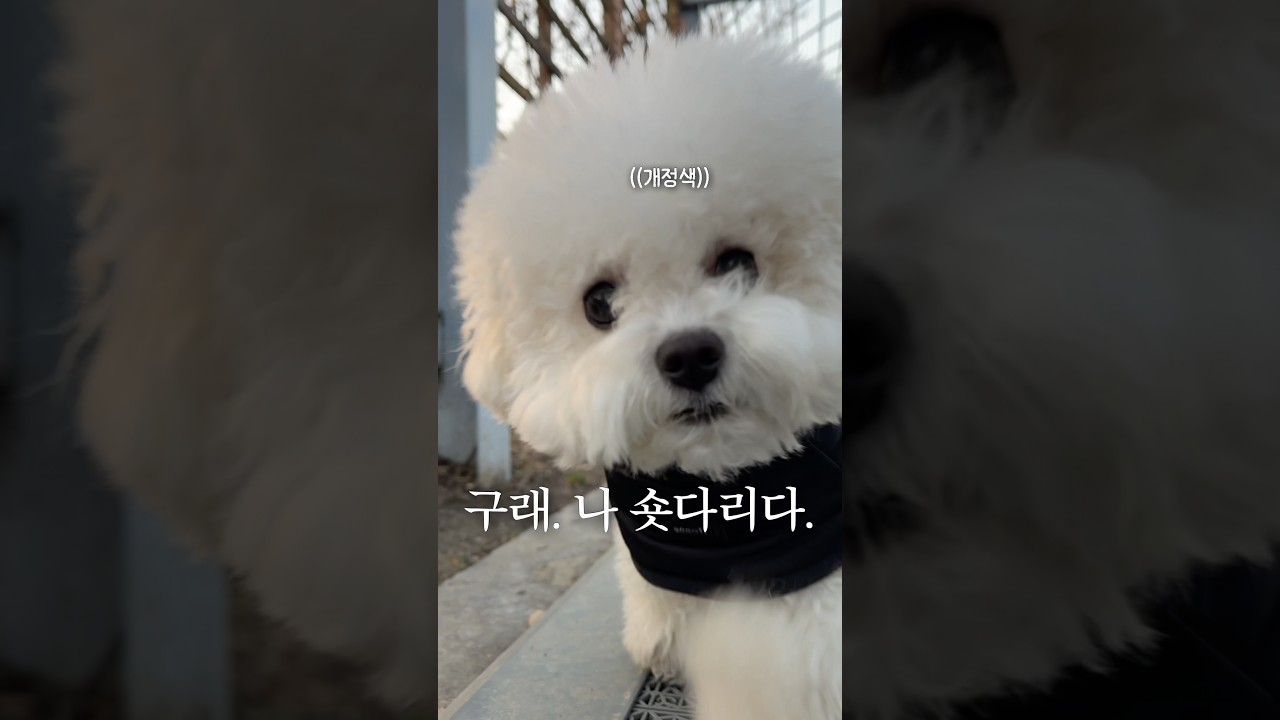 후루랑 산책하다 어이없는 말을 들었어요..ㅋㅋ