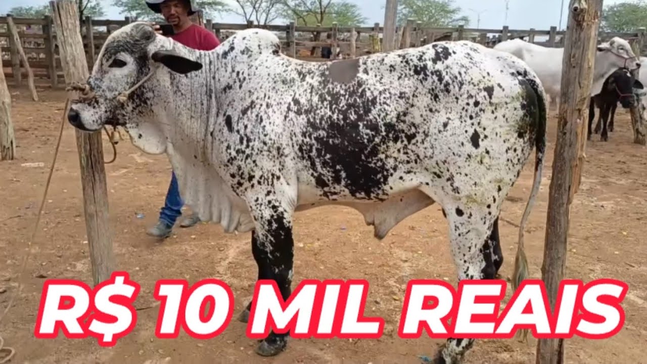R$ 10 Mil Reais/Desempenho de Animais de Tabira-PE 