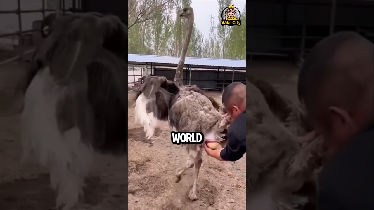 🐘🐦 10 кг против 0,5 г: безумные экстремальные варианты яиц от природы