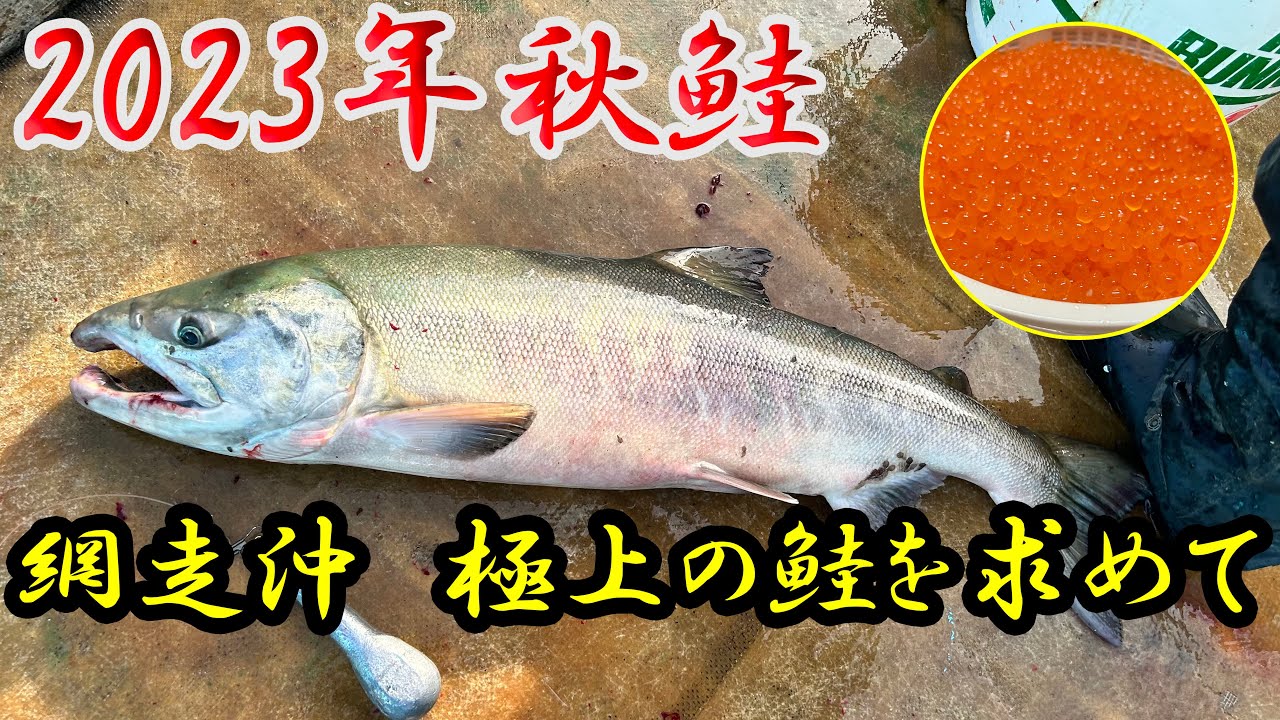 【秋鮭】2023年 極上の秋鮭を求めて今年も船釣りへ！！【オホーツク】