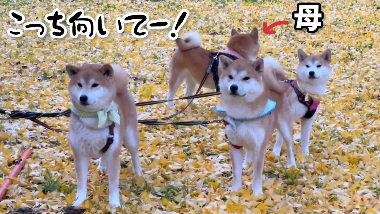 自由な心を忘れない母柴犬がやっぱり最強w