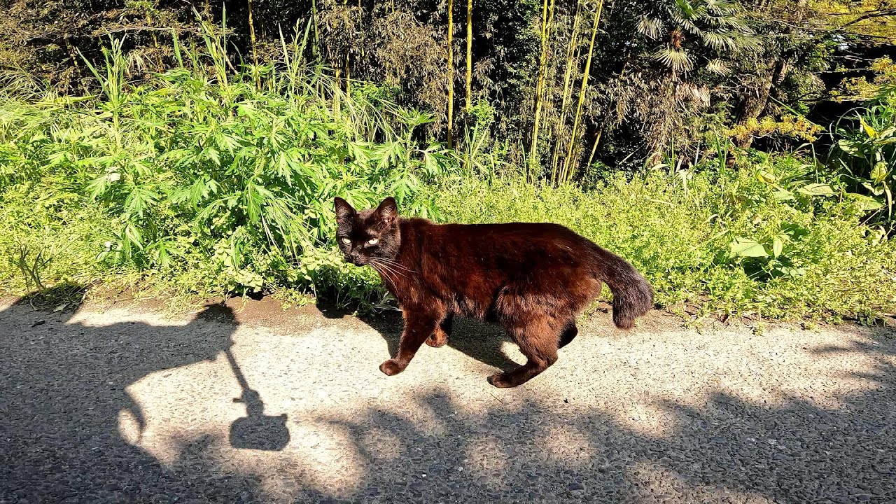 エッホエッホエッホエッホ♪人間以外は猫舌って伝えなきゃ♫