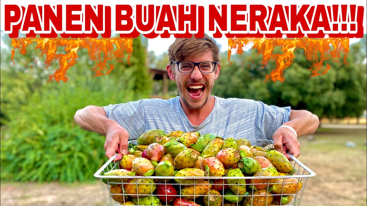PANEN BUAH NERAKA DI EROPA!