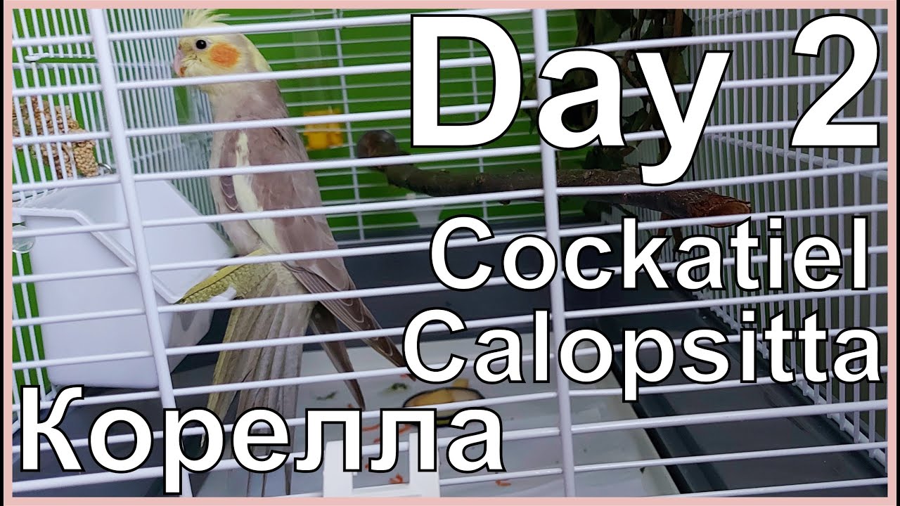 Funny Cockatiel Day 2. Life of Cockatiel. Vita da calopsitta. Жизнь кореллы