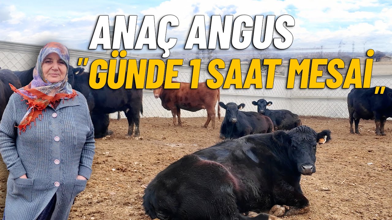 Eskişehir'de Damızlık Anaç Angus İşletmesi | Aile Tipi İşletme