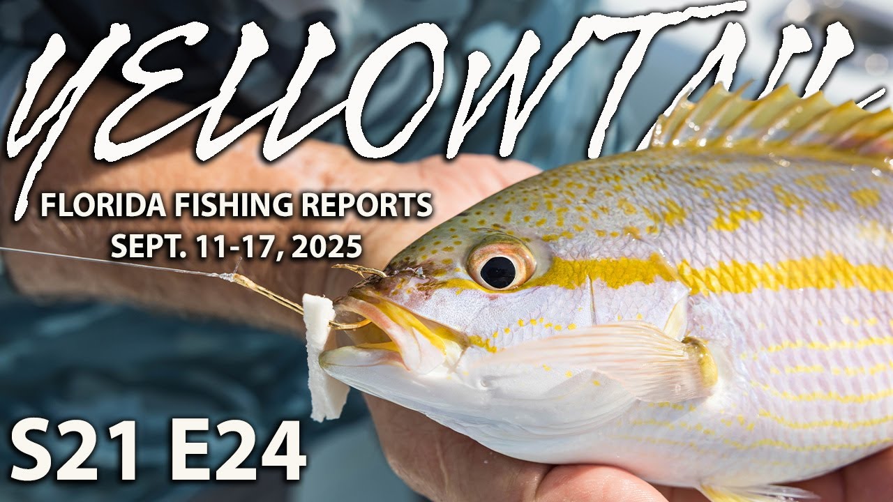 Yellowtail Snapper Secrets | Florida Insider Fishing Report