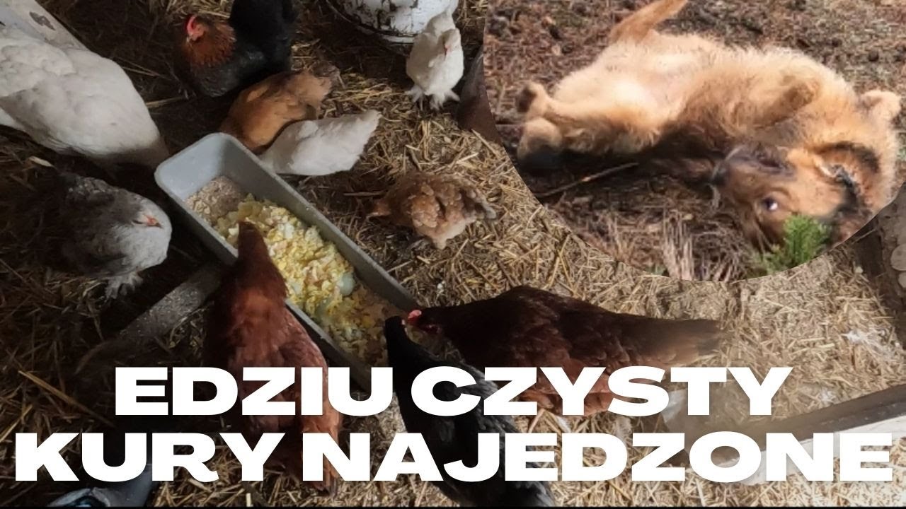 Kąpiel Edzia i jajka dla kur