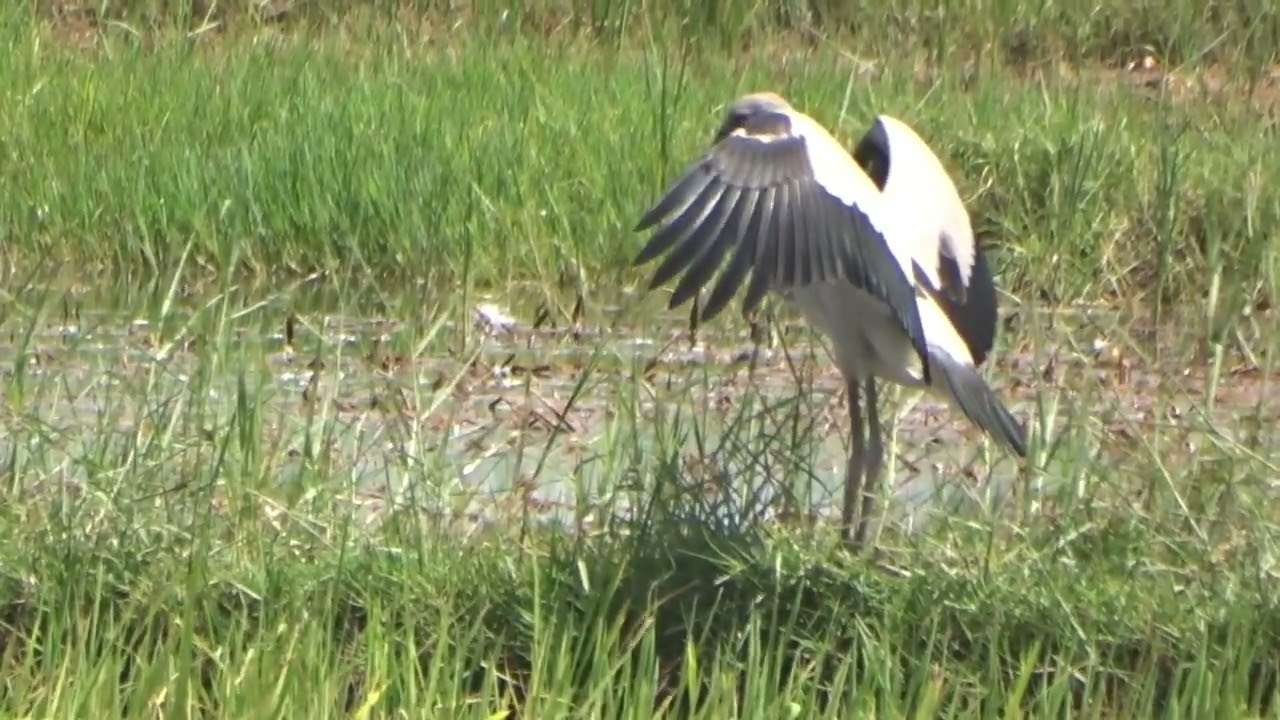 The Sound of Birds' Restlessness in the Mangrove Forest