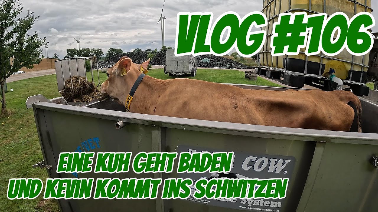 Farm-Vlog #106 Eine Kuh geht baden und Kevin kommt ins schwitzen