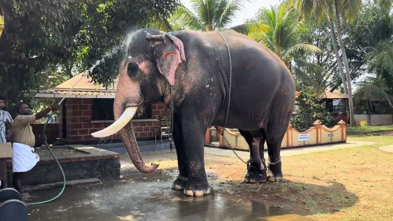 പല്ലാട്ട് ബ്രഹ്മദത്തൻ 😍ഇന്ന് ചെമ്പുത്രയുടെ മണ്ണിൽ#pallattubrahmadathan#chembuthara pooram