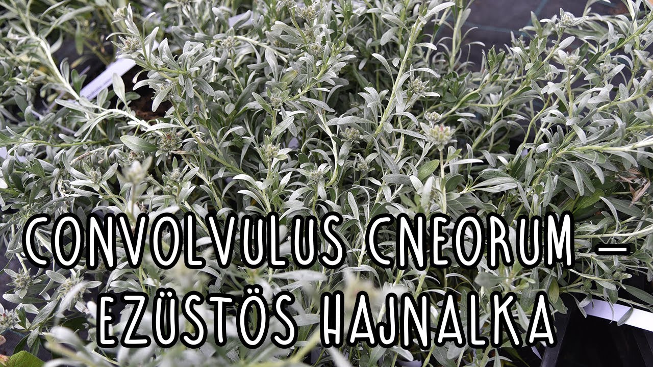 Convolvulus cneorum – Ezüstös hajnalka