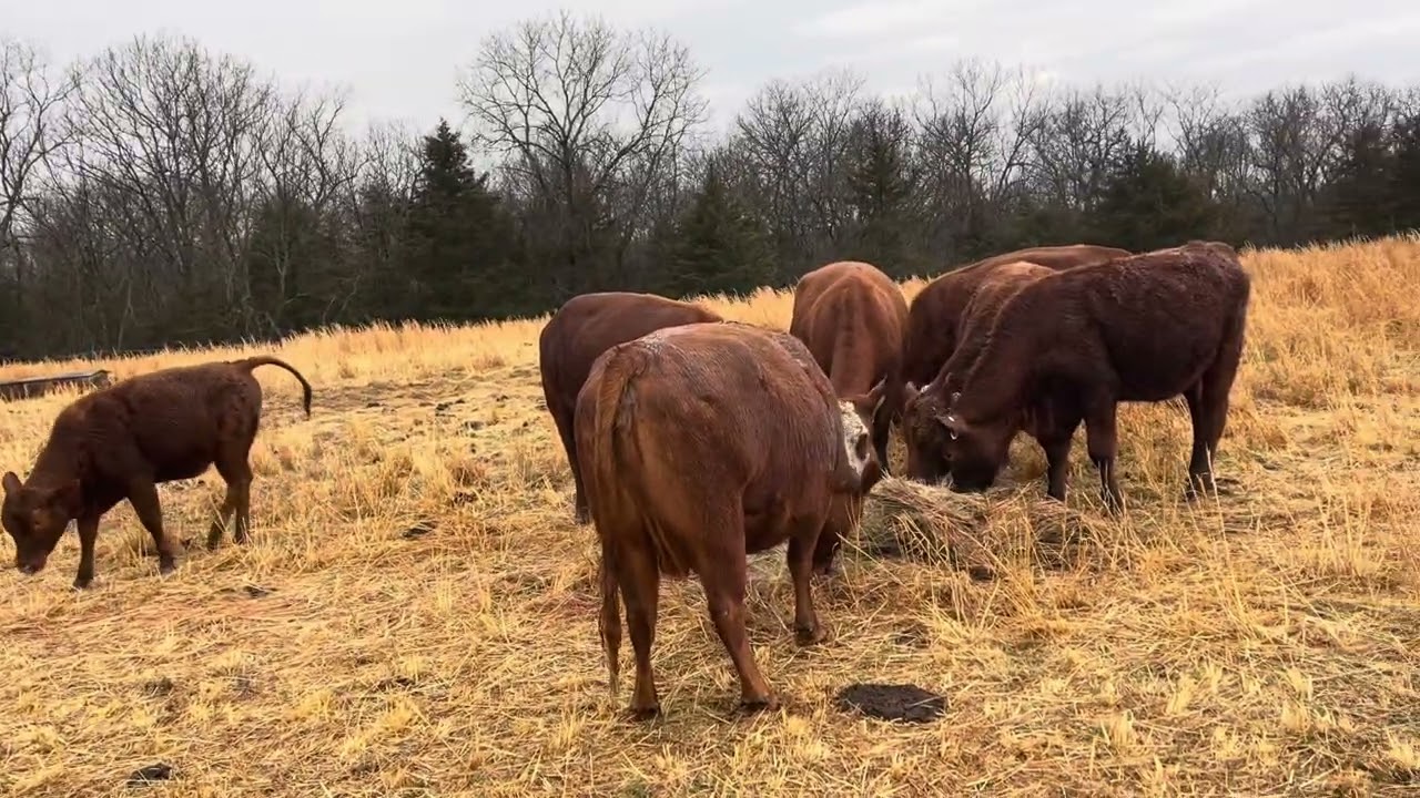 Year 3 with our SouthPoll herd 20260302 #cow #smallranch 