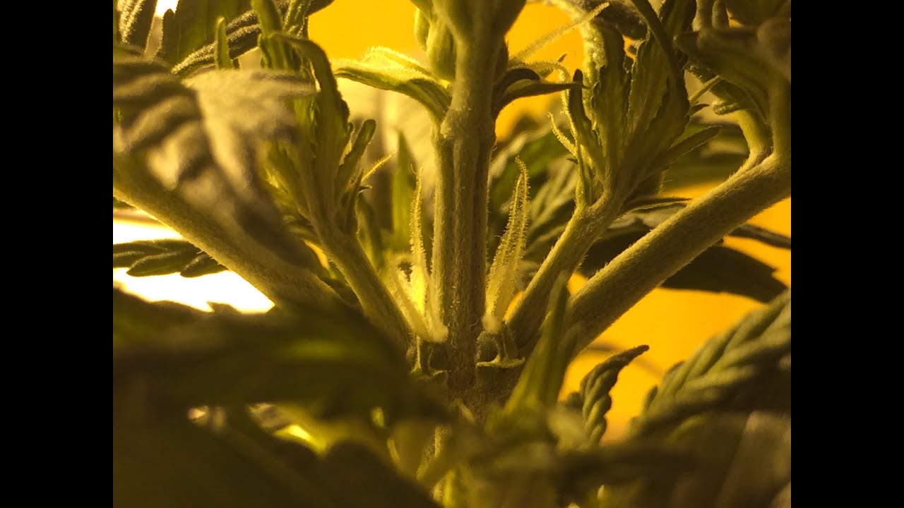 Indoor Autoflower Cannabis Grow - Day 24