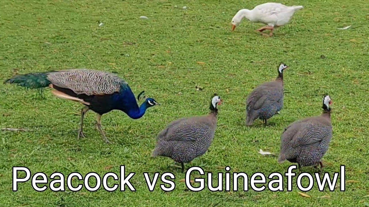 Peacock vs Guineafowl
