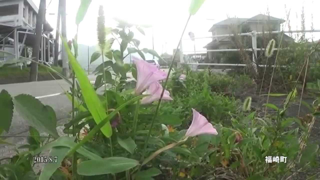 30秒の心象風景7601・荒地に咲く～ヒルガオ～