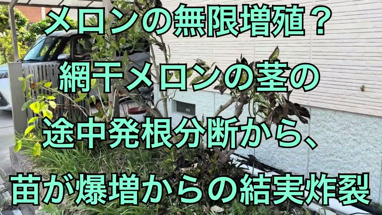 メロンの無限増殖？網干メロンの茎の途中発根から、苗が爆増からの大豊作。