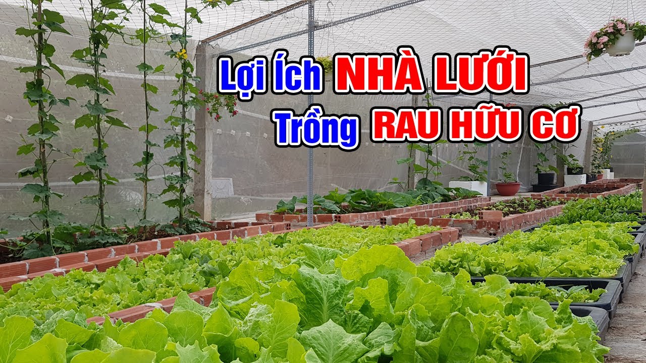 Lợi ích khi làm nhà lưới trồng rau hữu cơ