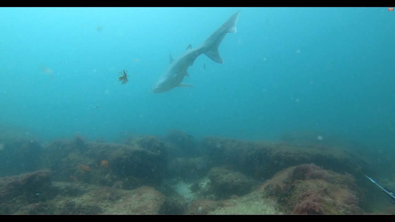 Pesca submarina en el estrecho 3.0