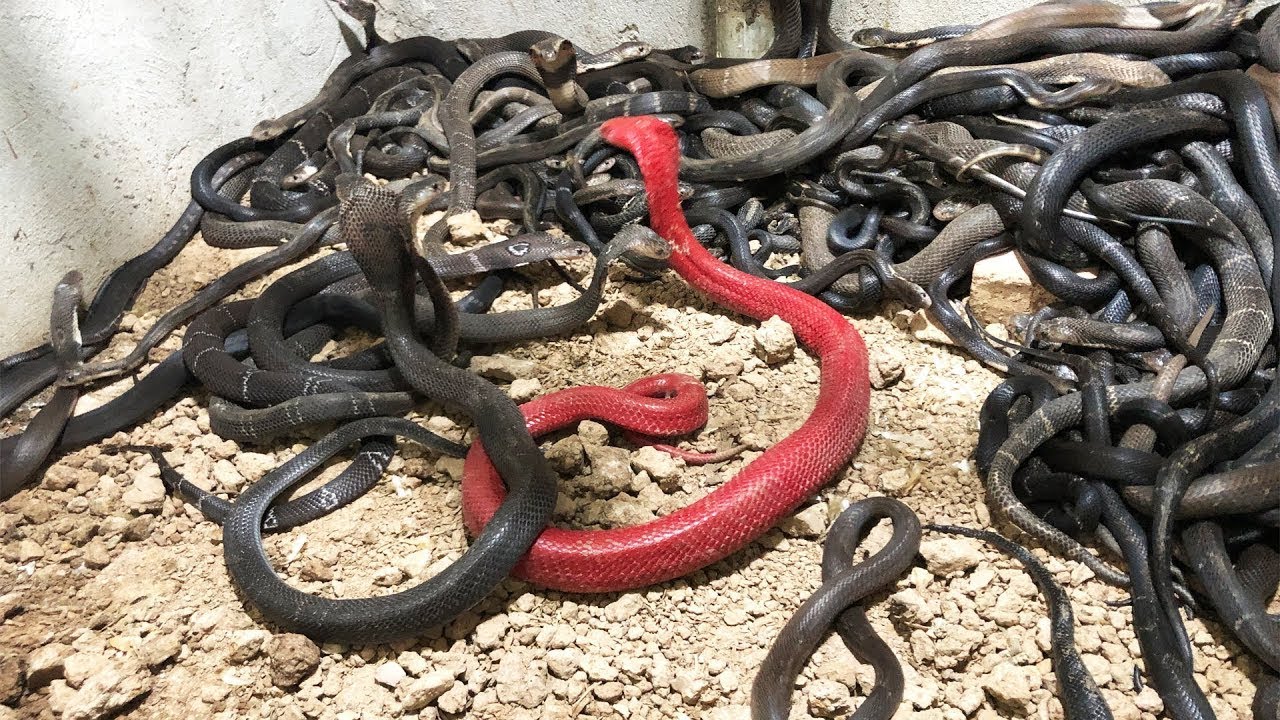 7 KING COBRA RESCUE VIDEOS || KING COBRA