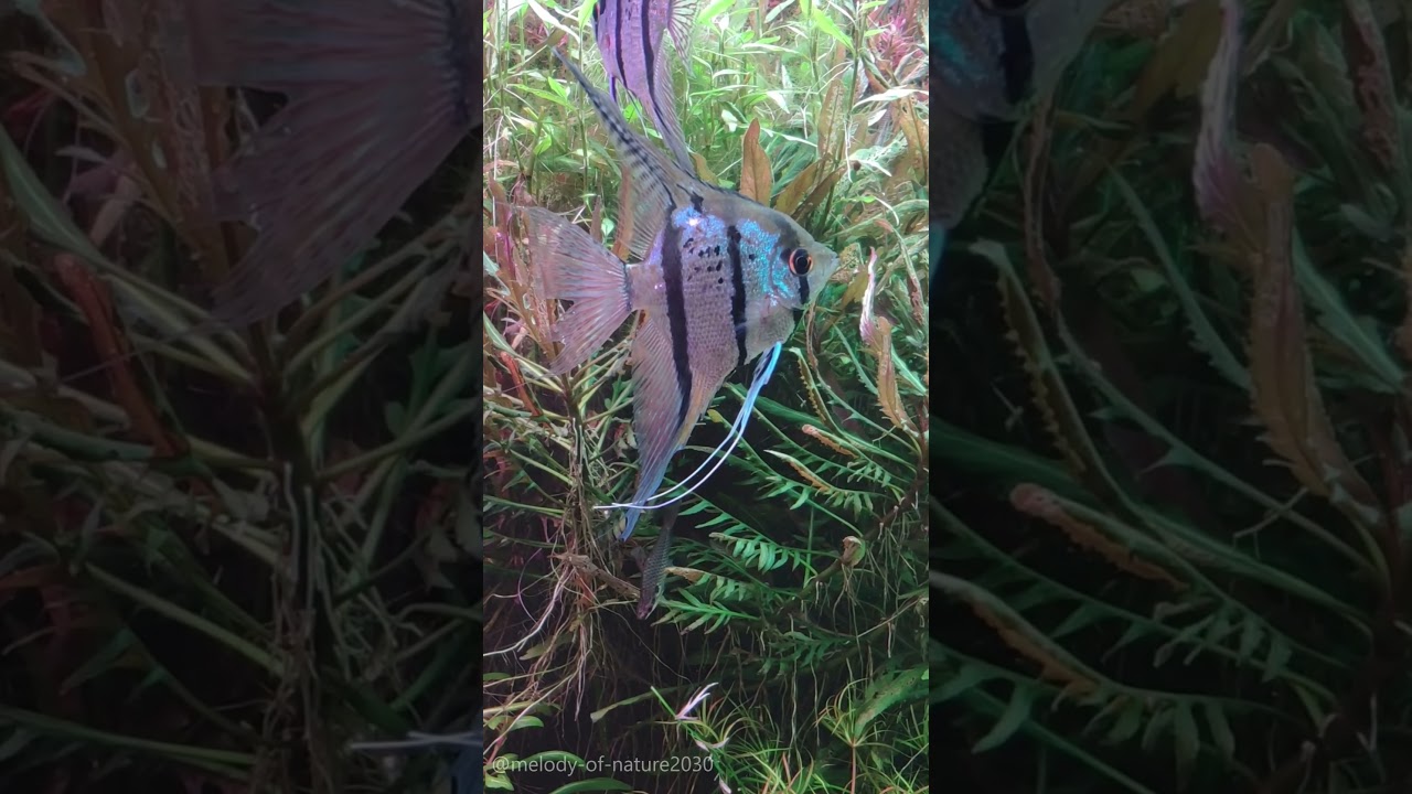 Aquarium Bliss: Relax & Unwind 