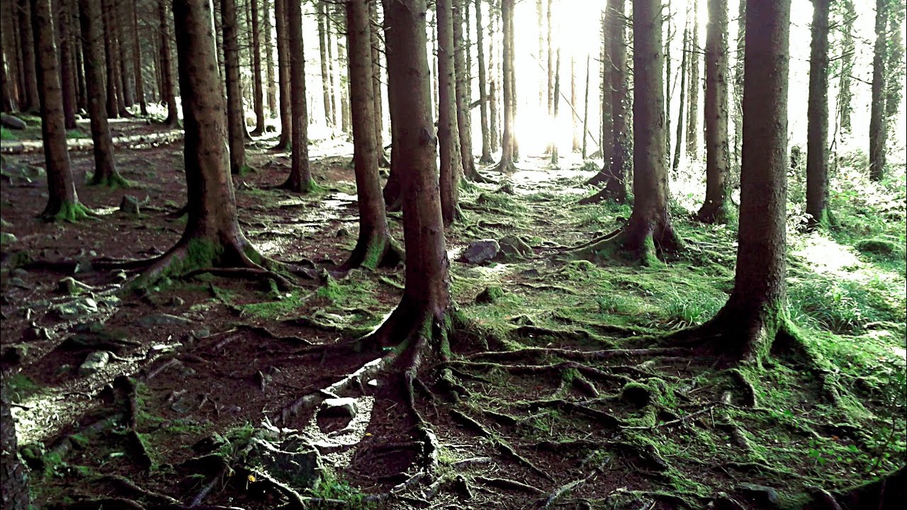 CRATLOE WOODS COUNTY CLARE VLOG 16