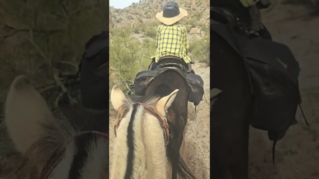 Hairy...ish trail ride #horse #horsetraining #coltstarting #fyp #viral #equine 