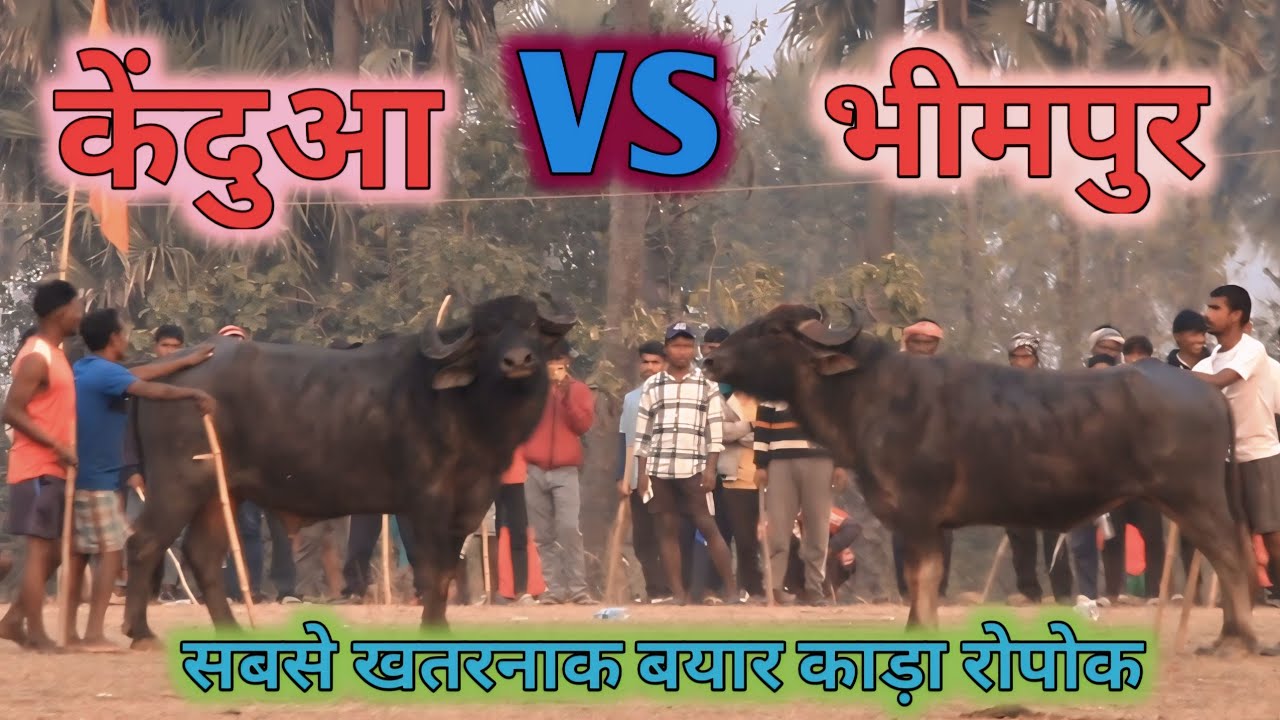 At_तेलोंपड़ा मैदान में // केंदुआ 🆚 भीमपुर// सबसे खतरनाक बयार काड़ा रोपोक #2026