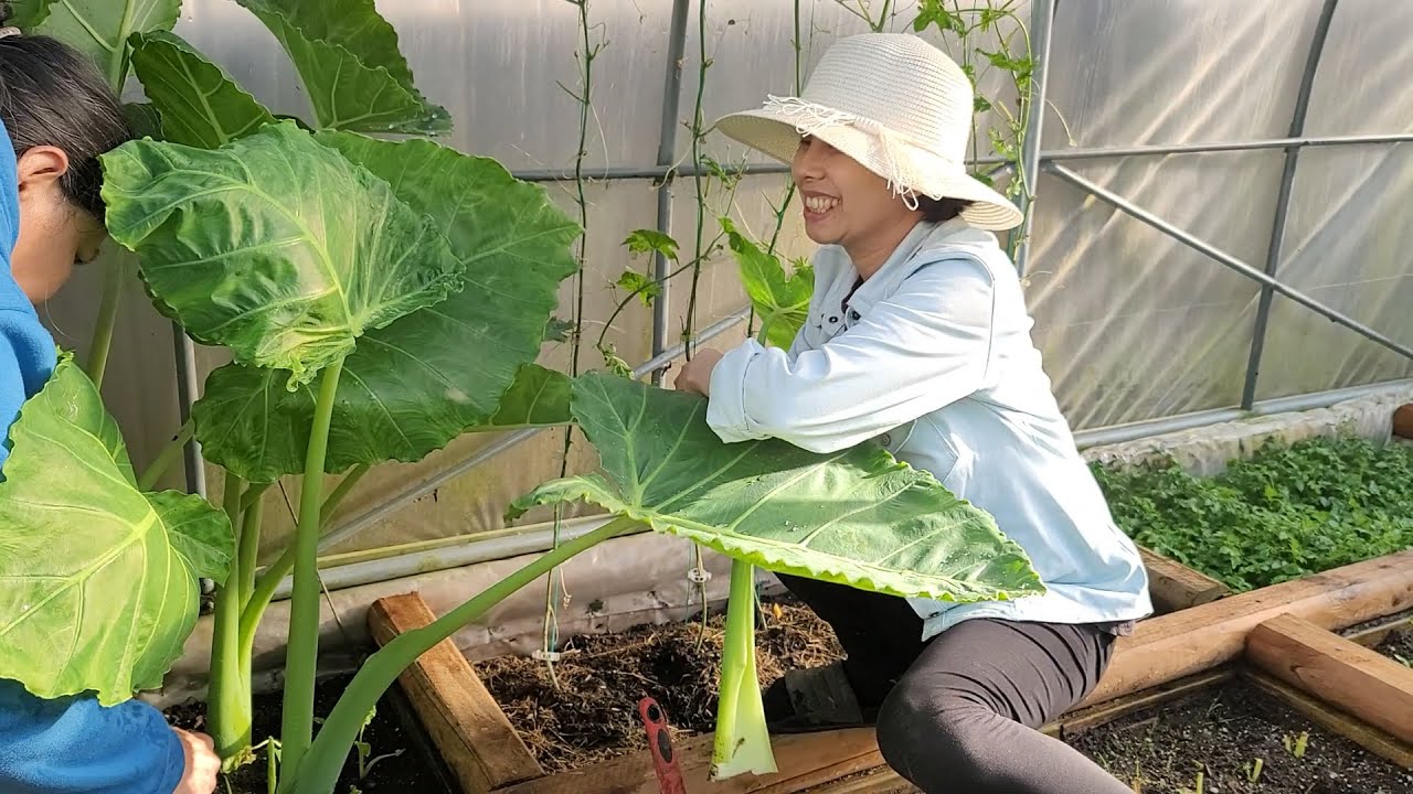 Vợ Chồng Đậu Và Mẹ Chồng Miền Tây Ghé Thăm Nhà Anh Chị Tout Le Mont Tệnh Sạch Vườn Rau