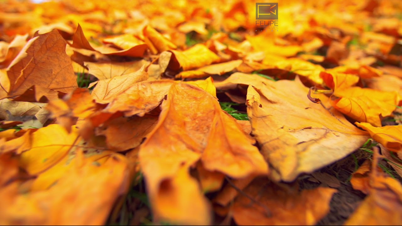 London Autumn 2017 - Sony FS5 HLG - Hybrid Log Gamma - St James Park