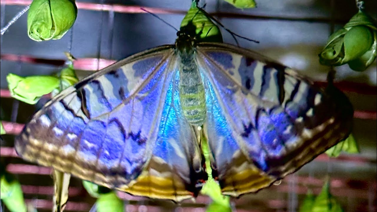 Vlog 4 - The Untold Story of the Blue Morpho
