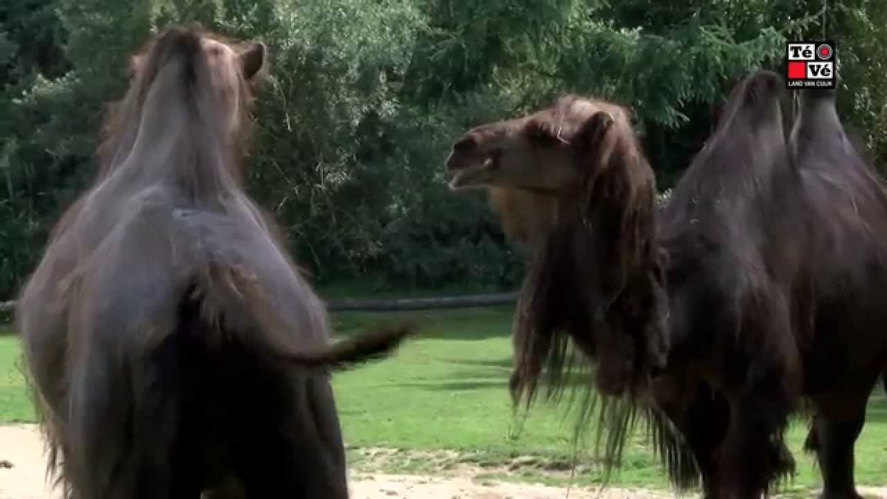 Oh, zit dat ZOO?! Aflevering 2