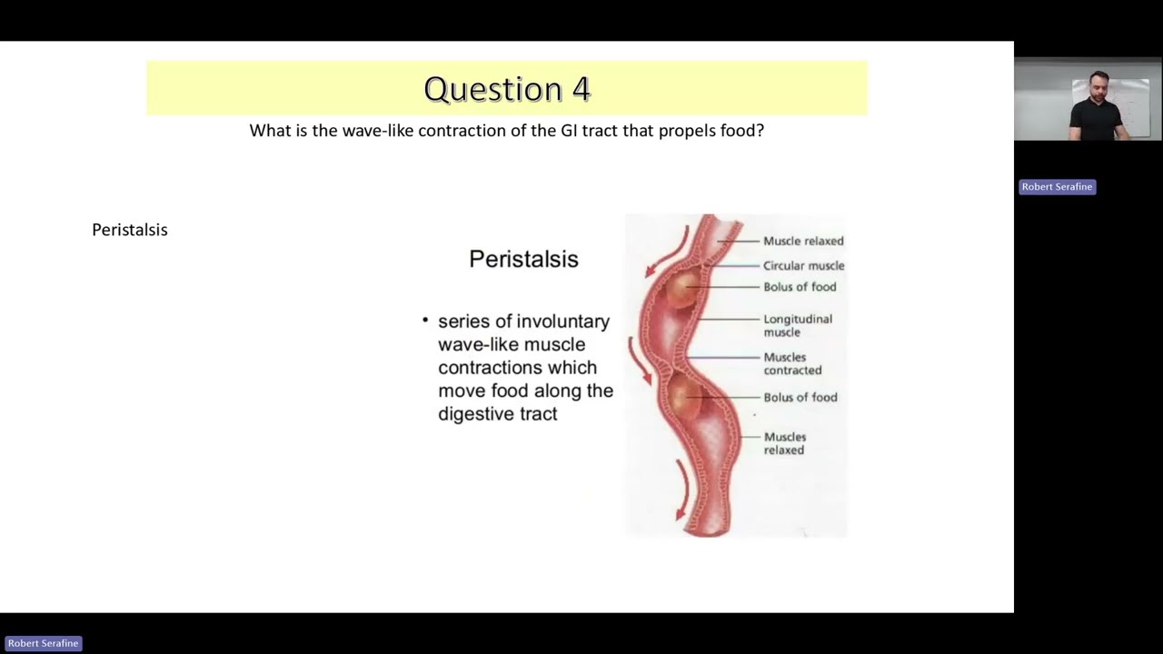 Digestive System Crash Course