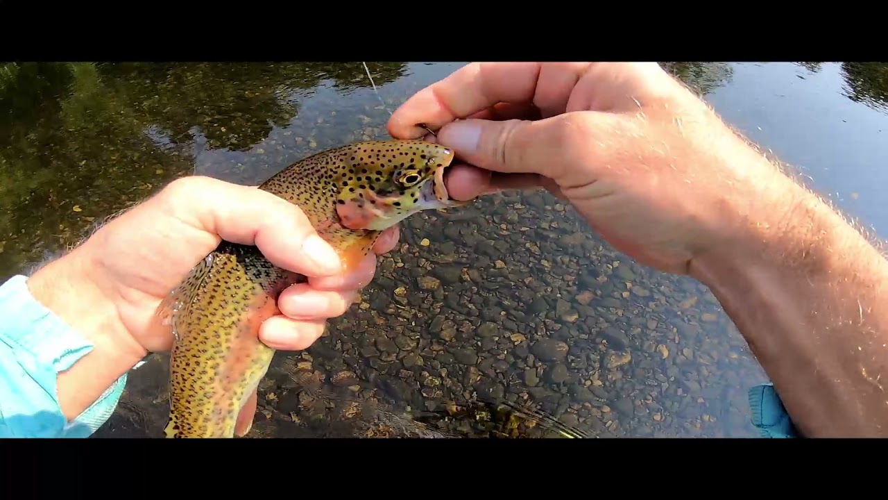 WHERE to Bank Fish for Trout on the Caney Fork River, part 1,  THE REST AREA