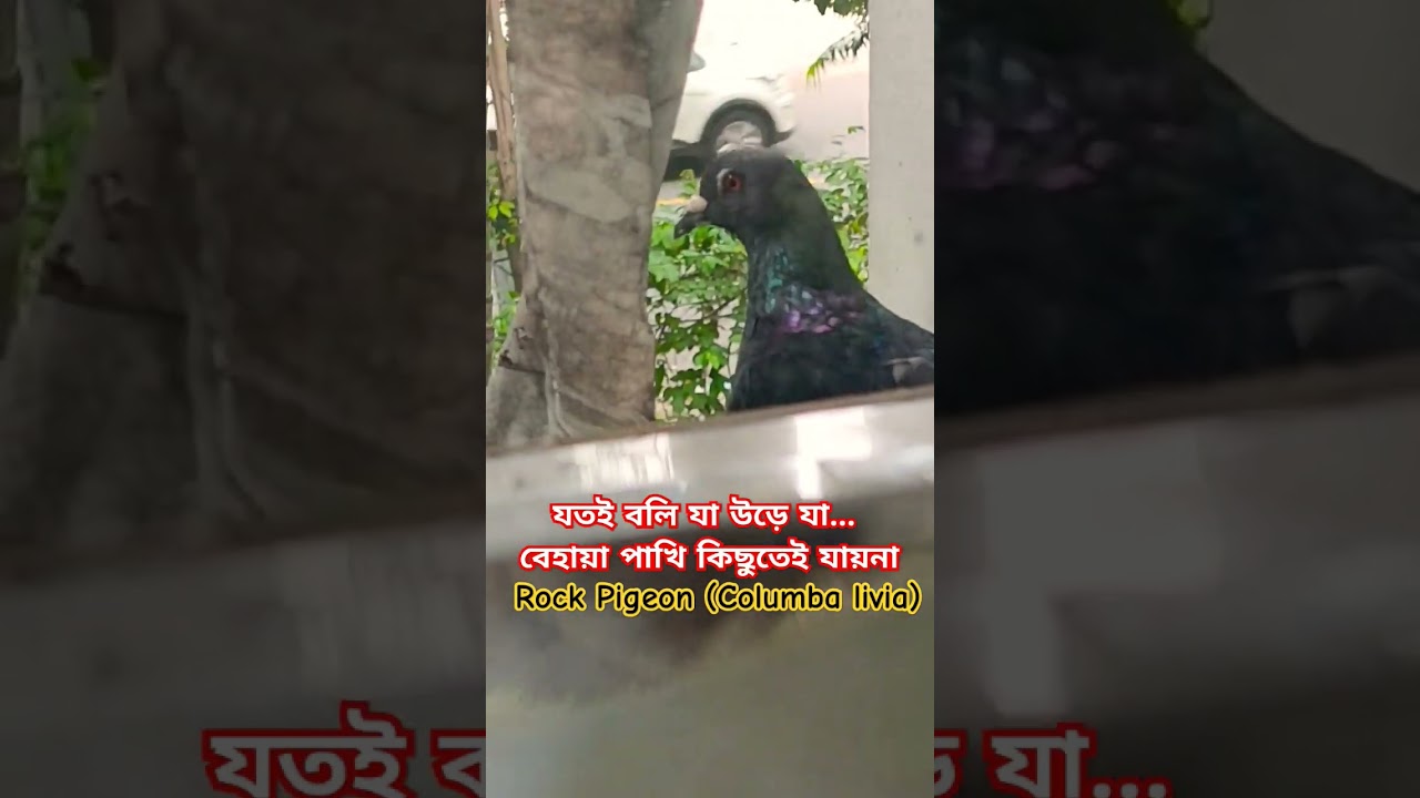 Rock Pigeon #rockpigeon #columbalivia #pigeon #ytshorts #masakkali #birdslover #citybirds #biolive