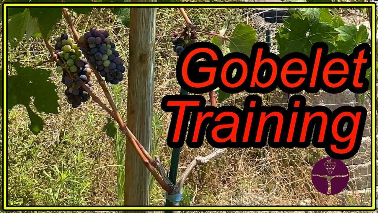 Gobelet Training Test on My Zinfandel Grapevines