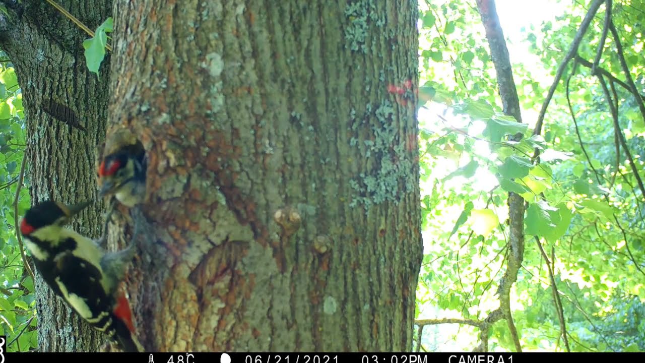 Didysis margasis genys | Dendrocopus major