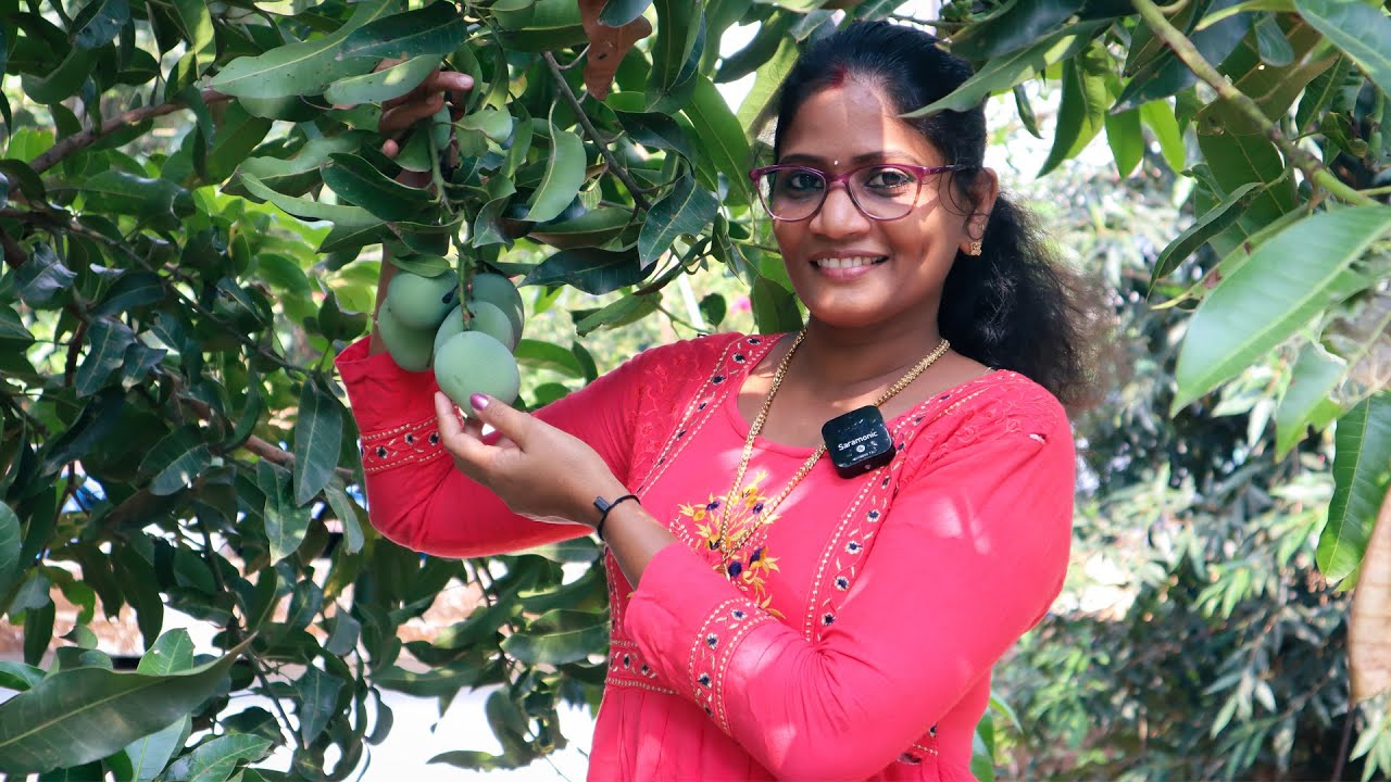 ഈ രീതിയിൽ ആരും മാങ്ങ അച്ചാർ ഇട്ടിട്ടുണ്ടാവില്ല- ചെത്ത് മാങ്ങ അച്ചാർ! | Mango Pickle Cheerulli Media