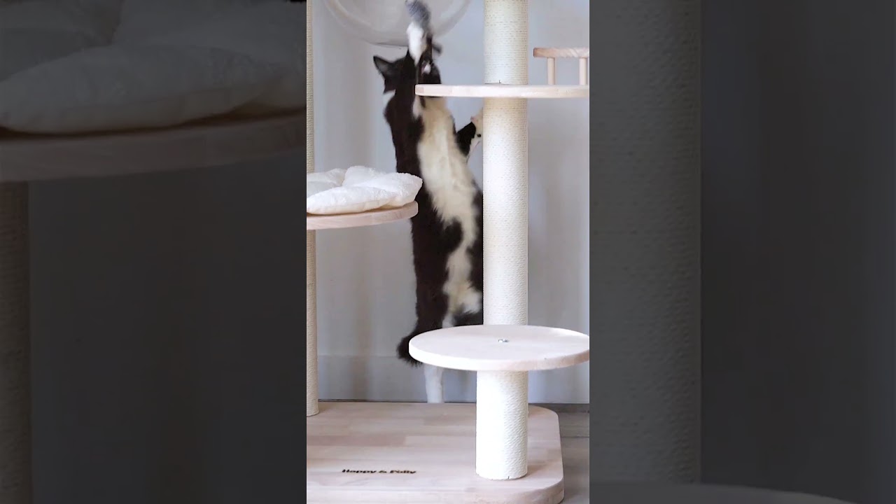 The Sturdy and Stylish 3-in-1 Transformable Cat tree from Happy&Polly