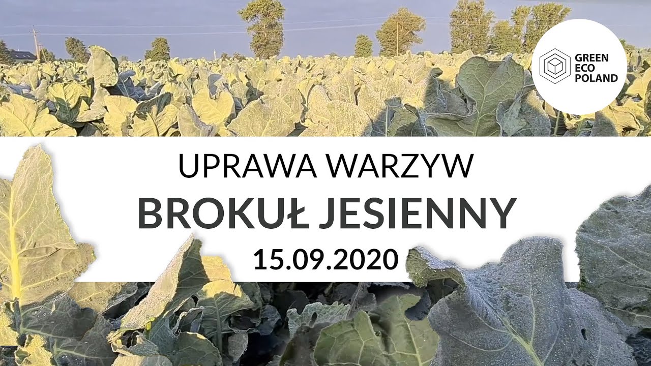 Uprawa warzyw – BROKUŁ na zbiór jesienny