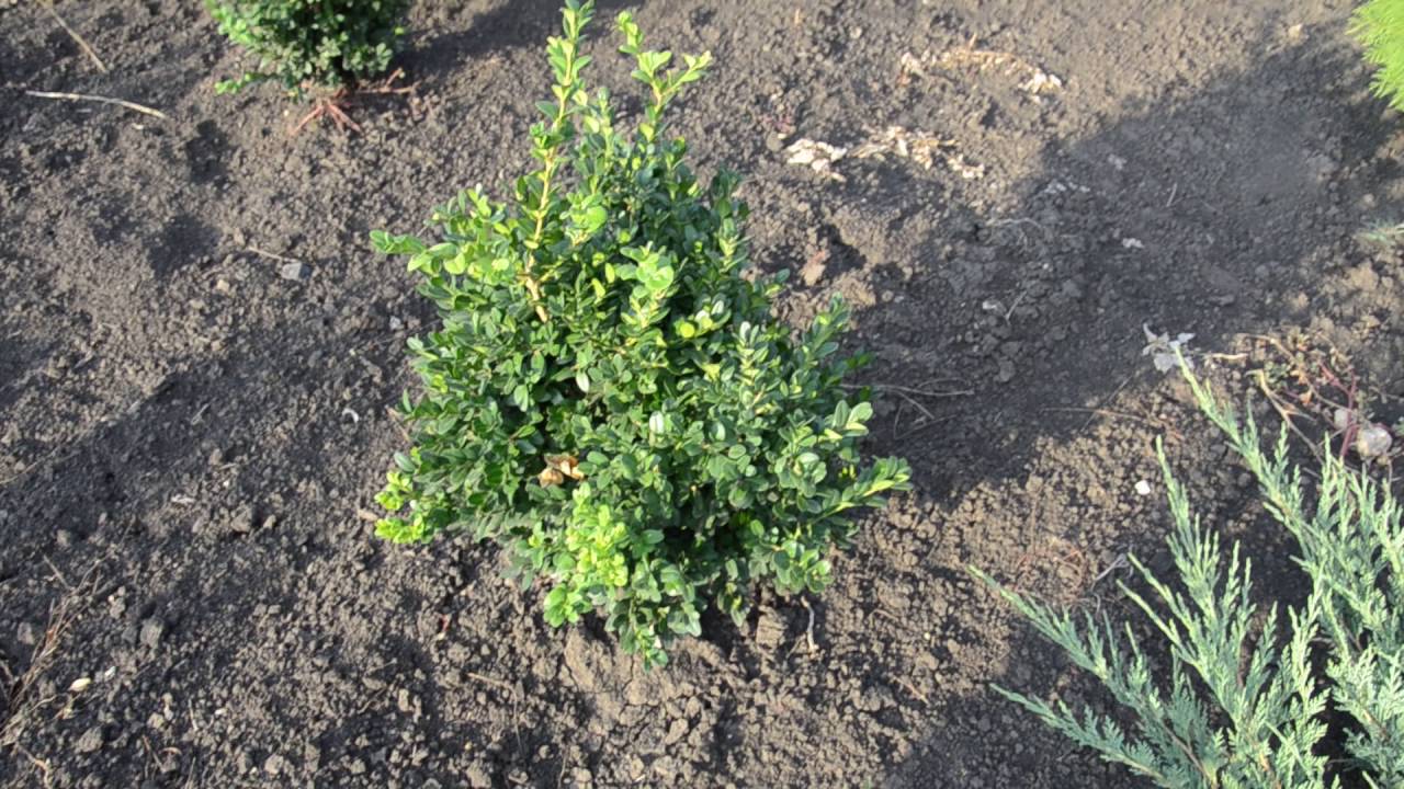 Буксус широколистный 40-50 см | Plante.md