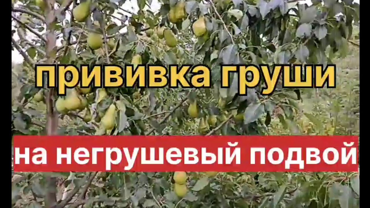 Прививка груши на негрушевый подвой