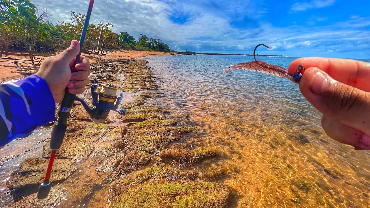 PESCA DE ROBALOS NA BEIRA DA PRAIA COM MICRO CAMARÃO ARTIFICIAL!!!