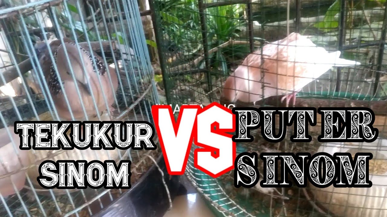 suara burung derkuku / tekukur sinom vs burung puter sinom tangerin