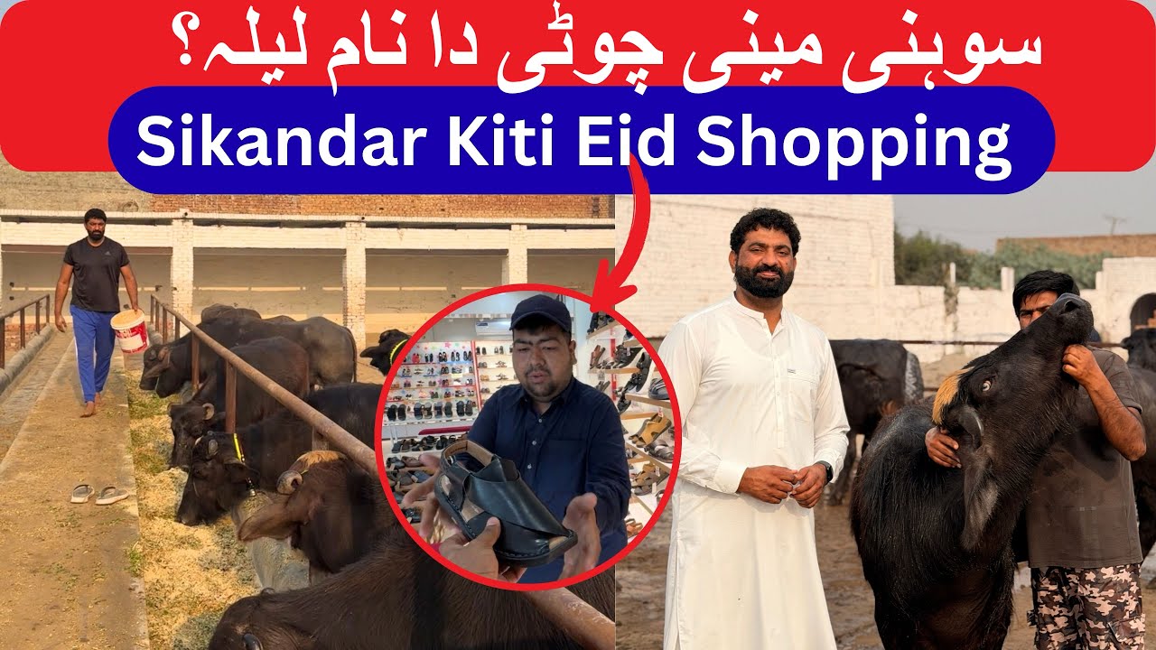 Sikandar Lyi Eid Gift | Meeni jhotti Laila | Dhillon Dairy Farm Panjwar | Nasir Dhillon 