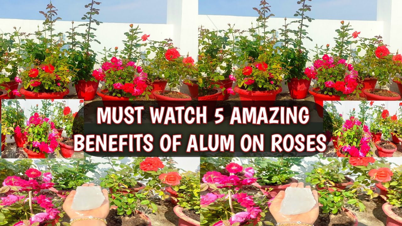 MUST WATCH 5 AMAZING BENEFITS OF ALUM ON ROSES | MAGICAL BENEFITS OF ALUM ON ROSES 😍🌹