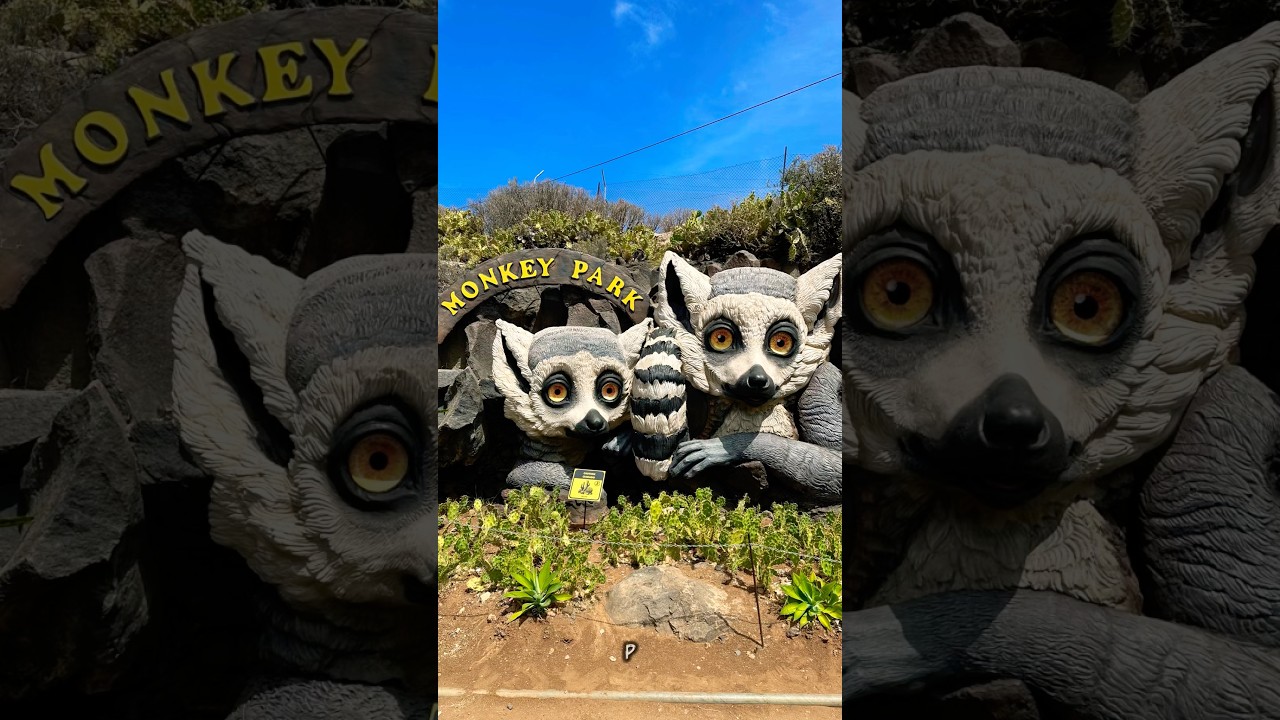Jak wygląda Monkey Park na Teneryfie #teneryfa #monkeypark