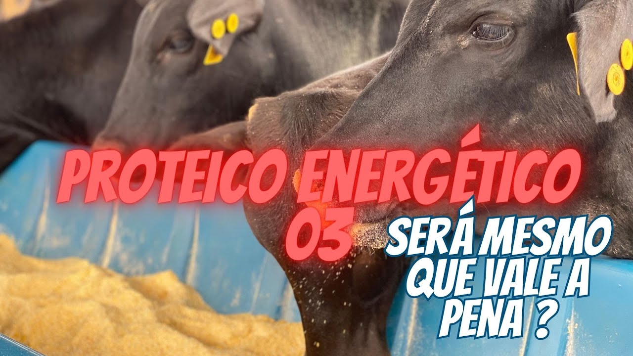 Proteico energético 03. Vale ou não á pena ?